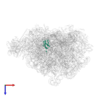 60S ribosomal protein L22-like protein in PDB entry 8pvk, assembly 1, top view.