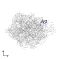 60S ribosomal protein L8 in PDB entry 8pvl, assembly 1, front view.