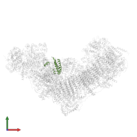 NADH dehydrogenase [ubiquinone] 1 alpha subcomplex subunit 6 in PDB entry 8q45, assembly 1, front view.