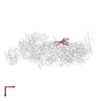 NADH dehydrogenase [ubiquinone] 1 alpha subcomplex subunit 11 in PDB entry 8q45, assembly 1, top view.