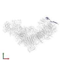 NADH dehydrogenase [ubiquinone] 1 beta subcomplex subunit 3 in PDB entry 8q45, assembly 1, front view.