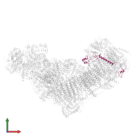 NADH dehydrogenase [ubiquinone] 1 beta subcomplex subunit 8, mitochondrial in PDB entry 8q45, assembly 1, front view.