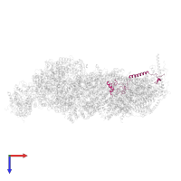 NADH dehydrogenase [ubiquinone] 1 beta subcomplex subunit 8, mitochondrial in PDB entry 8q45, assembly 1, top view.