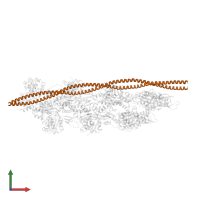 Tropomyosin alpha-1 chain in PDB entry 8q4g, assembly 1, front view.