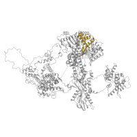 The deposited structure of PDB entry 8qpb contains 1 copy of Pfam domain PF10598 (RNA recognition motif of the spliceosomal PrP8) in Pre-mRNA-processing-splicing factor 8. Showing 1 copy in chain G [auth A].