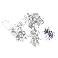 The deposited structure of PDB entry 8qpb contains 1 copy of Pfam domain PF12134 (PRP8 domain IV core) in Pre-mRNA-processing-splicing factor 8. Showing 1 copy in chain G [auth A].