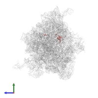 Small ribosomal subunit protein uS12 in PDB entry 8qpp, assembly 1, side view.