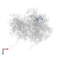 Large ribosomal subunit protein uL3 in PDB entry 8qpp, assembly 1, top view.