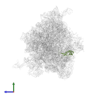 Large ribosomal subunit protein uL16 in PDB entry 8qpp, assembly 1, side view.