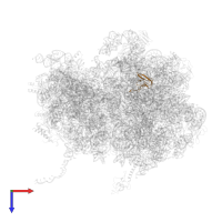 Large ribosomal subunit protein bL27 in PDB entry 8qpp, assembly 1, top view.