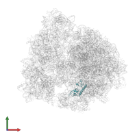 Large ribosomal subunit protein bL9 in PDB entry 8qpp, assembly 1, front view.