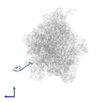 Large ribosomal subunit protein bL9 in PDB entry 8qpp, assembly 1, side view.