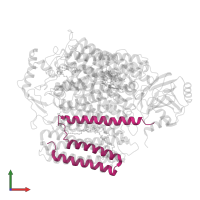 Cytochrome bo(3) ubiquinol oxidase subunit 4 in PDB entry 8qqk, assembly 1, front view.