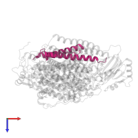 Cytochrome bo(3) ubiquinol oxidase subunit 4 in PDB entry 8qqk, assembly 1, top view.