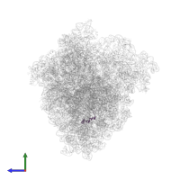 Large ribosomal subunit protein bL34 in PDB entry 8r3v, assembly 1, side view.