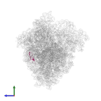 Large ribosomal subunit protein bL35 in PDB entry 8r3v, assembly 1, side view.