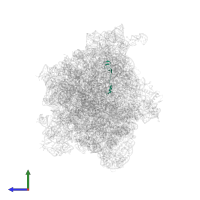 Large ribosomal subunit protein bL32 in PDB entry 8r55, assembly 1, side view.