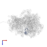 Large ribosomal subunit protein uL2 in PDB entry 8r55, assembly 1, top view.