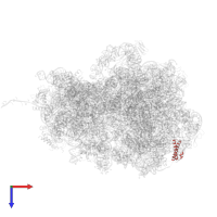 Large ribosomal subunit protein uL29 in PDB entry 8r55, assembly 1, top view.