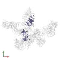 DNA-directed RNA polymerase subunit beta' in PDB entry 8r5o, assembly 1, front view.