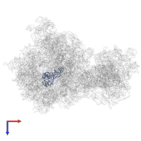 tRNA-Ala (A/P-site) in PDB entry 8rcs, assembly 1, top view.