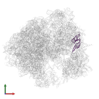 Small ribosomal subunit protein uS5 in PDB entry 8rdw, assembly 1, front view.