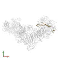 NADH dehydrogenase [ubiquinone] 1 beta subcomplex subunit 8, mitochondrial in PDB entry 8rgq, assembly 1, front view.