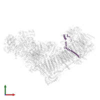 NADH dehydrogenase [ubiquinone] 1 beta subcomplex subunit 4 in PDB entry 8rgq, assembly 1, front view.