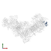 NADH dehydrogenase [ubiquinone] 1 beta subcomplex subunit 7 in PDB entry 8rgq, assembly 1, front view.