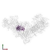 NADH dehydrogenase [ubiquinone] 1 alpha subcomplex subunit 9, mitochondrial in PDB entry 8rgq, assembly 1, front view.