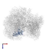 Ribosomal protein L3 in PDB entry 8rxh, assembly 1, top view.