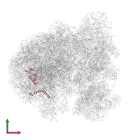 Putative 60S ribosomal protein L13 in PDB entry 8rxh, assembly 1, front view.