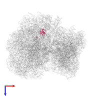 Putative ribosomal protein L38 in PDB entry 8rxh, assembly 1, top view.