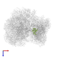 Small ribosomal subunit protein eS8 in PDB entry 8rxh, assembly 1, top view.