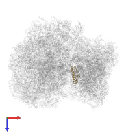 Ribosomal protein S18 in PDB entry 8rxh, assembly 1, top view.