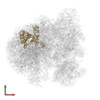 5.8S_rRNA_chain_7 in PDB entry 8rxh, assembly 1, front view.