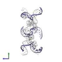 DNA (5'-D(*TP*GP*CP*TP*CP*GP*CP*AP*TP*GP*TP*GP*GP*CP*GP*AP*TP*GP*C)-3') in PDB entry 8sjm, assembly 1, side view.