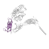 The deposited structure of PDB entry 8t2v contains 1 copy of Pfam domain PF08441 (Integrin alpha Ig-like domain 1) in Integrin alpha-IIb. Showing 1 copy in chain A.