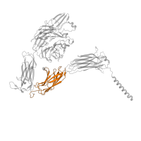 The deposited structure of PDB entry 8t2v contains 1 copy of Pfam domain PF20805 (Integrin alpha Ig-like domain 2) in Integrin alpha-IIb. Showing 1 copy in chain A.