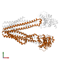 Antigen peptide transporter 2 in PDB entry 8t4e, assembly 1, front view.