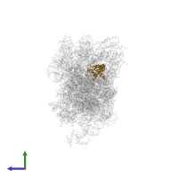 Small ribosomal subunit protein uS7 in PDB entry 8t4s, assembly 1, side view.