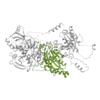 The deposited structure of PDB entry 8tqw contains 1 copy of Pfam domain PF06333 (Mediator complex subunit 13 C-terminal domain) in Mediator of RNA polymerase II transcription subunit 13. Showing 1 copy in chain CA [auth d].