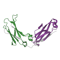 The deposited structure of PDB entry 8tud contains 2 copies of Pfam domain PF07654 (Immunoglobulin C1-set domain) in Immunoglobulin gamma-1 heavy chain. Showing 2 copies in chain B.
