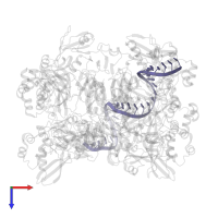 RNA (35-MER) in PDB entry 8ud5, assembly 1, top view.