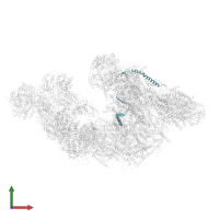 Cytochrome b-c1 complex subunit 8 in PDB entry 8ugi, assembly 1, front view.