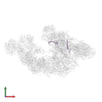 Cytochrome b-c1 complex subunit 10 in PDB entry 8ugi, assembly 1, front view.