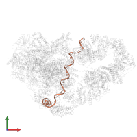 template strand in PDB entry 8uoq, assembly 1, front view.