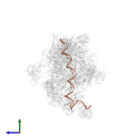 template strand in PDB entry 8uoq, assembly 1, side view.