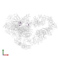 DNA-directed RNA polymerase II subunit RPB9 in PDB entry 8uoq, assembly 1, front view.