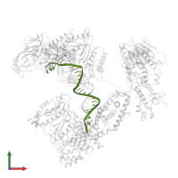 DNA template in PDB entry 8v6i, assembly 1, front view.